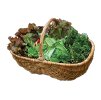 vegi